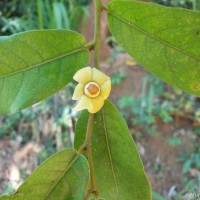 Uvaria sphenocarpa Hook.f. & Thomson